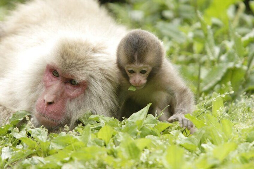 Snow Monkey Park & Miso Production Day Tour from Nagano