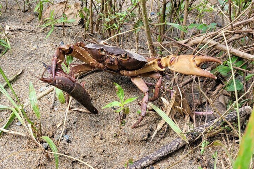 Mud Crab with Shrimp