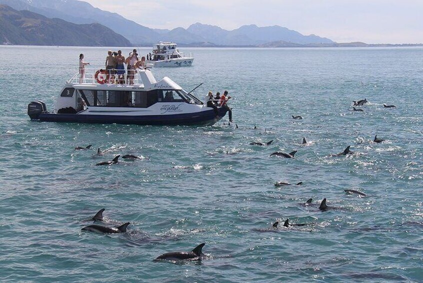 Kaikoura Day Tour With Dolphin Encounter From Christchurch