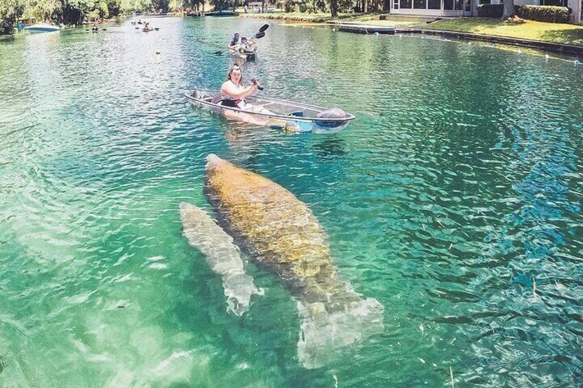 Kayaking With MANATEES!!!