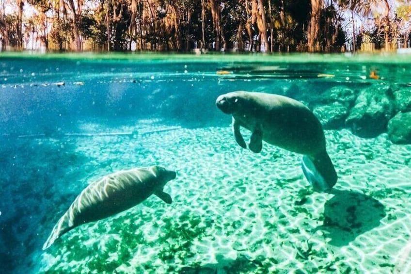 Manatees in Three Sisters Springs