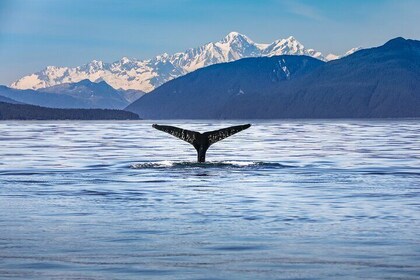 Kaikoura Day Tour with Whale Watching From Christchurch