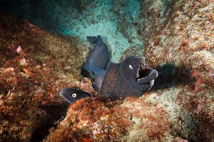 Vila Franca do Campo: Snorkeltur