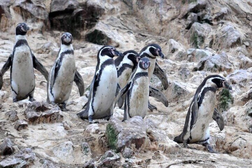 2-Hour Tour to the Ballestas Islands from Puerto San Martín