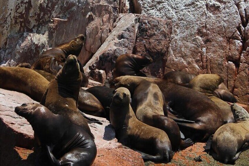 2-Hour Tour to the Ballestas Islands from Puerto San Martín