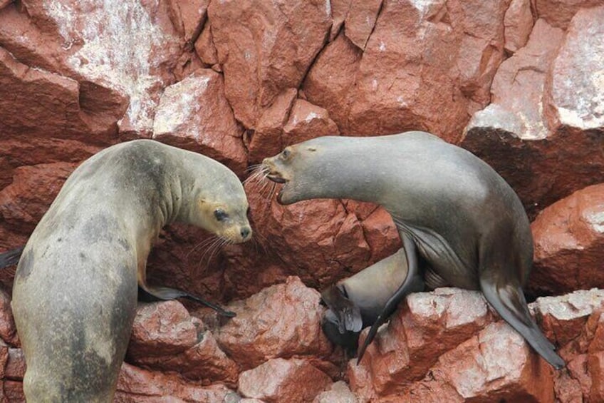 2-Hour Tour to the Ballestas Islands from Puerto San Martín