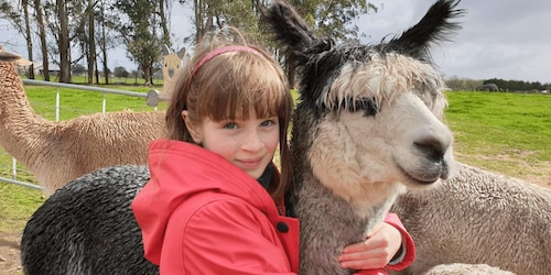 Klassisk alpacka-tur i Nya Zeeland