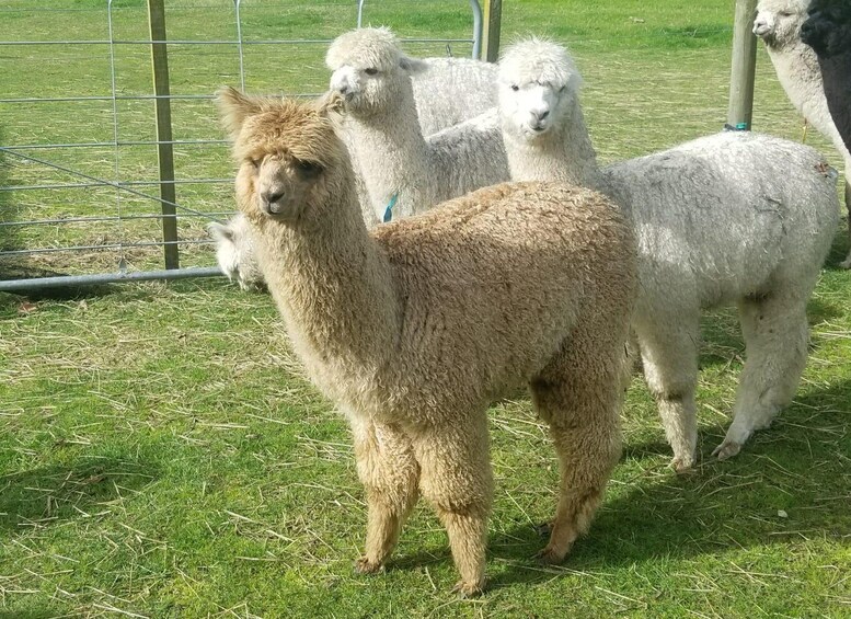 Picture 3 for Activity Classic Alpaca Tour in New Zealand