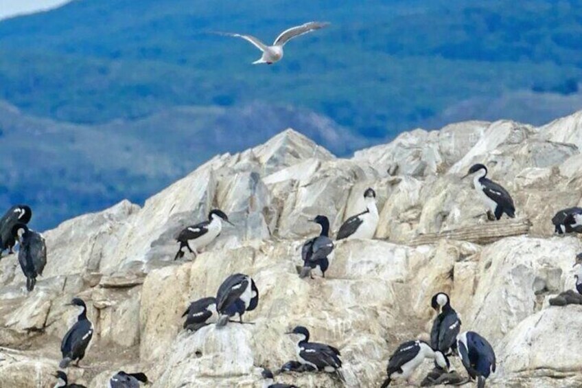 Half Day Beagle Channel Tour to Isla de Lobos and Penguin Colony