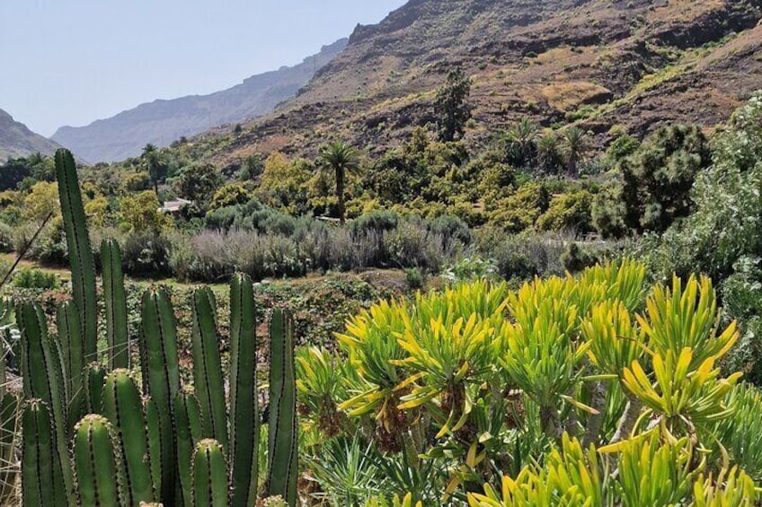 Discover a Canarian farmhouse, mango farm and vermouth factory