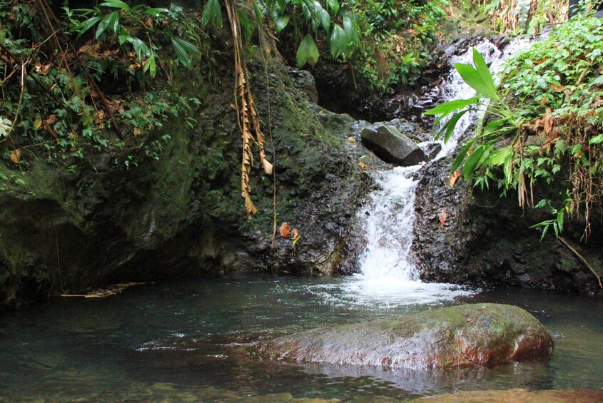 Safari Waterfalls Experience at Grand Etang Forest