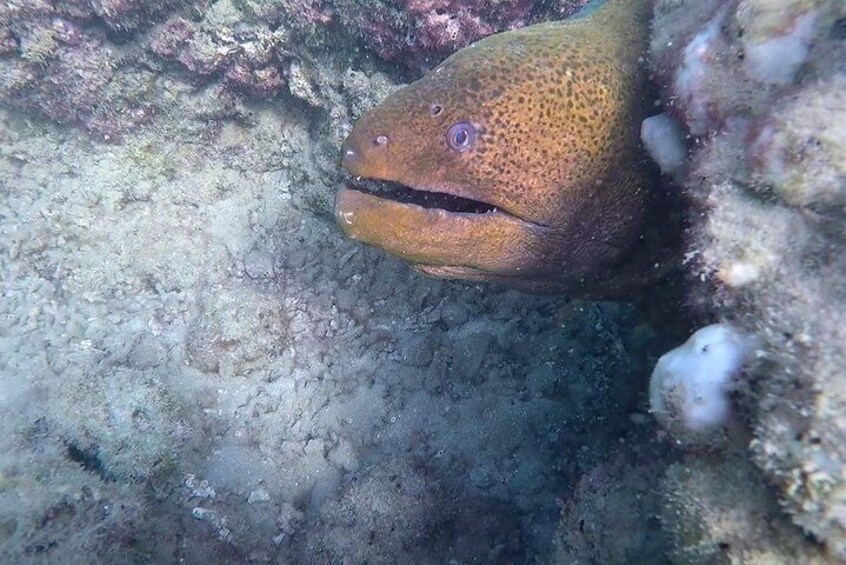 Jungle & Sea Mogos - Osa Peninsula