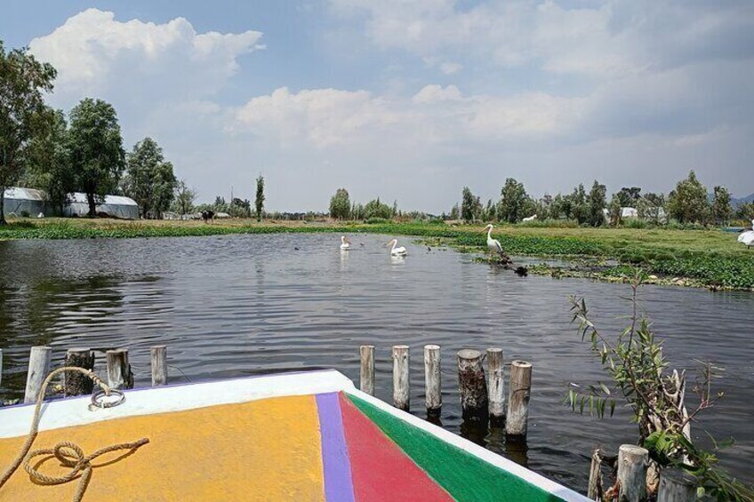 Pre-Hispanic Xochimilco and ajolotario. Private Ecotour.