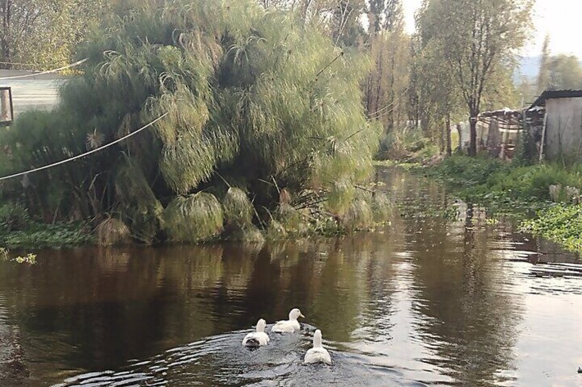 Private Tour Meet and Eat in a Chinampa of Xochimilco