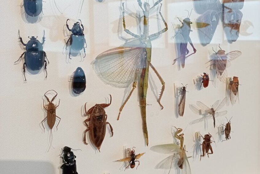 Display of Bugs at Museum Art Gallery of The NT