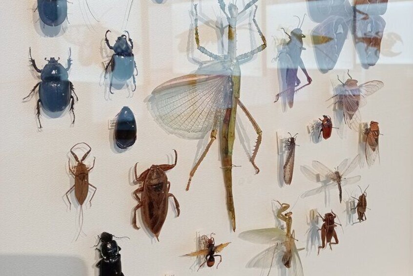Display of Bugs at Museum Art Gallery of The NT