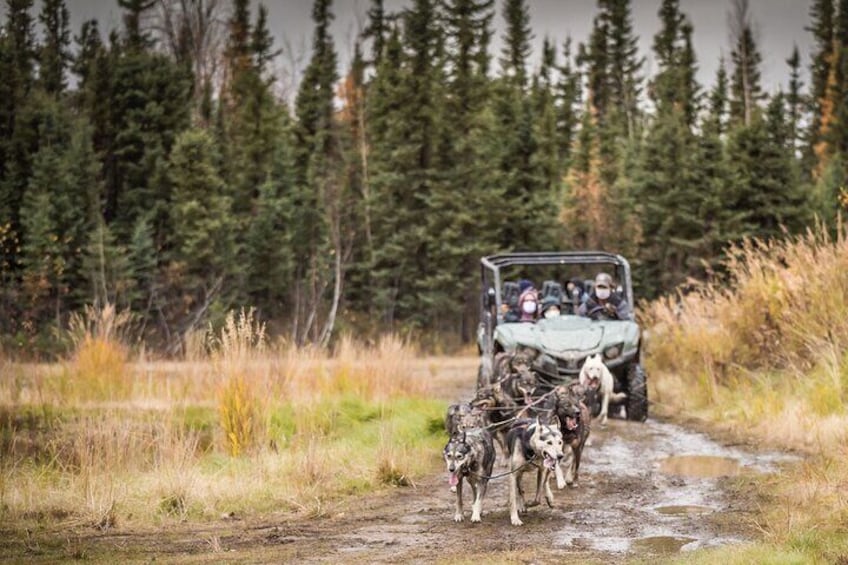 Mushing through a beautiful fall landscape!