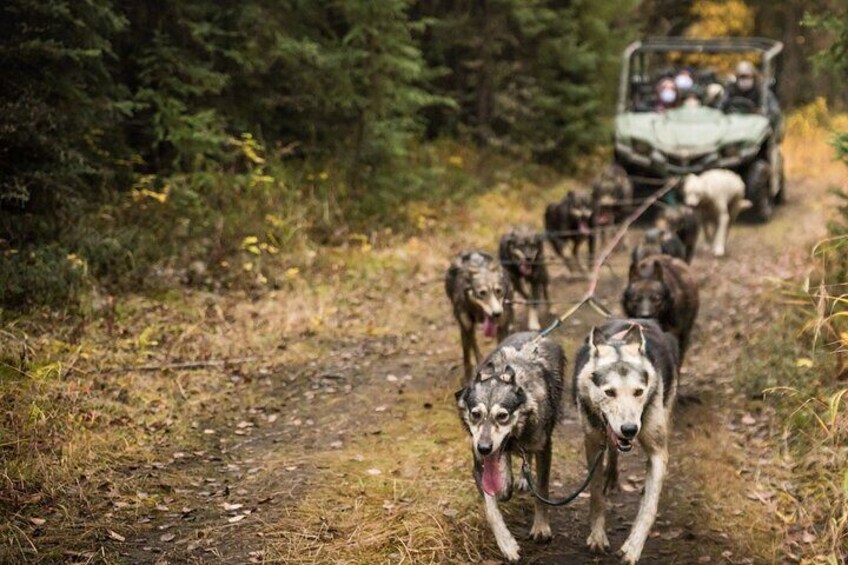 Happy Alaskan Huskies!