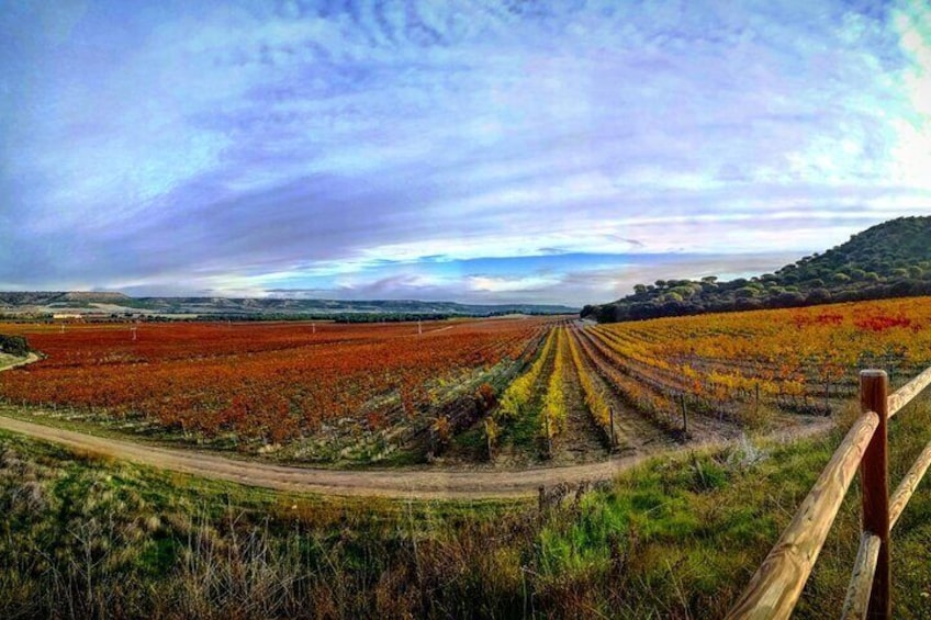 4 wineries, Comprehensive Ribera Del Duero Tour, lunch included.