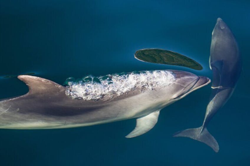 Milford Sound Dolphins