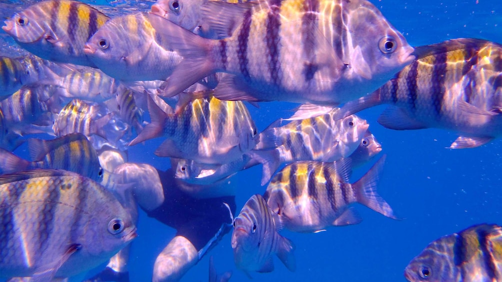 Fish underwater on the Cruise in Barbados