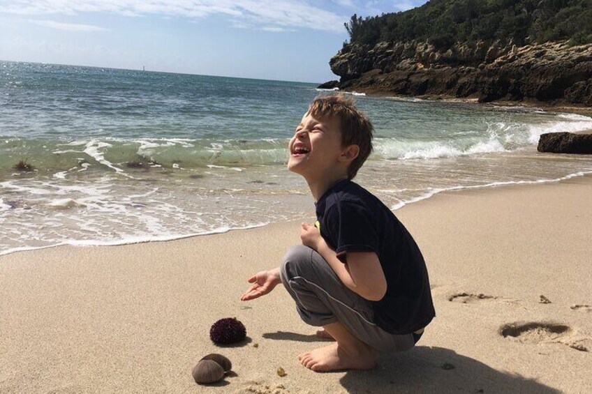 Sea urchin on the beach of Arabida Nature Park