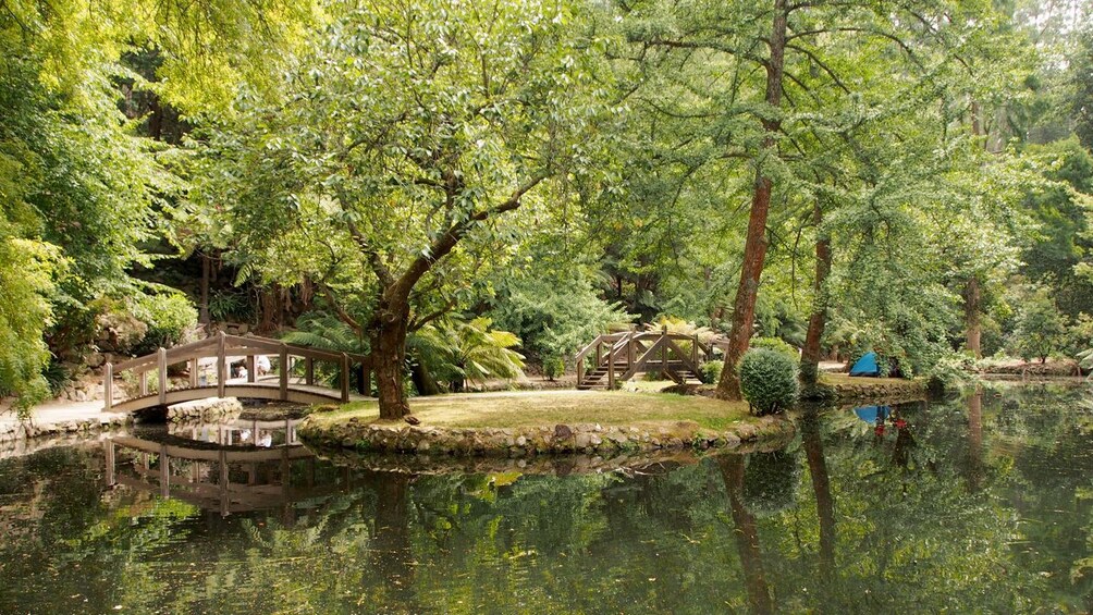 Lush forest in a park in Melbourne