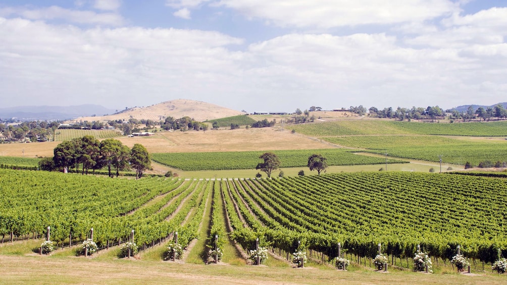 Vineyard in Melbourne