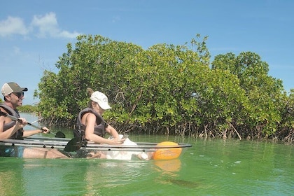 Clear Kayak Mangrove Eco Tour