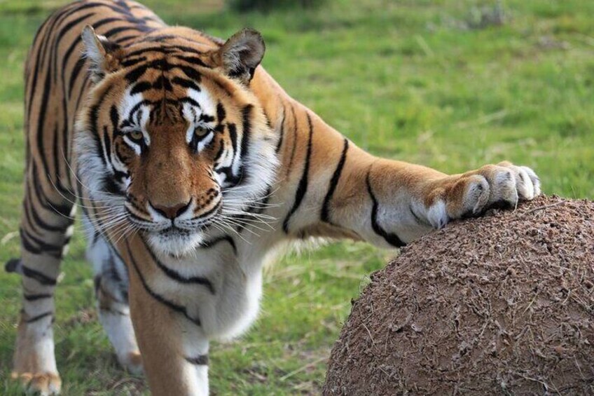 2 Hour Tour in Tiger Valley