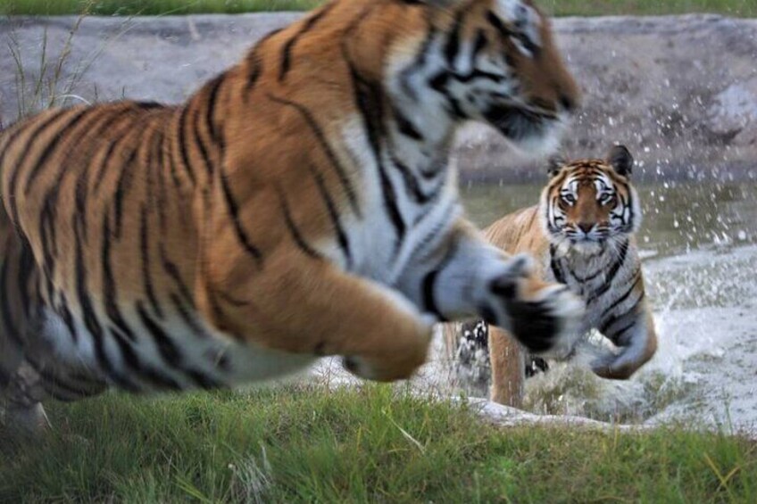 2 Hour Tour in Tiger Valley