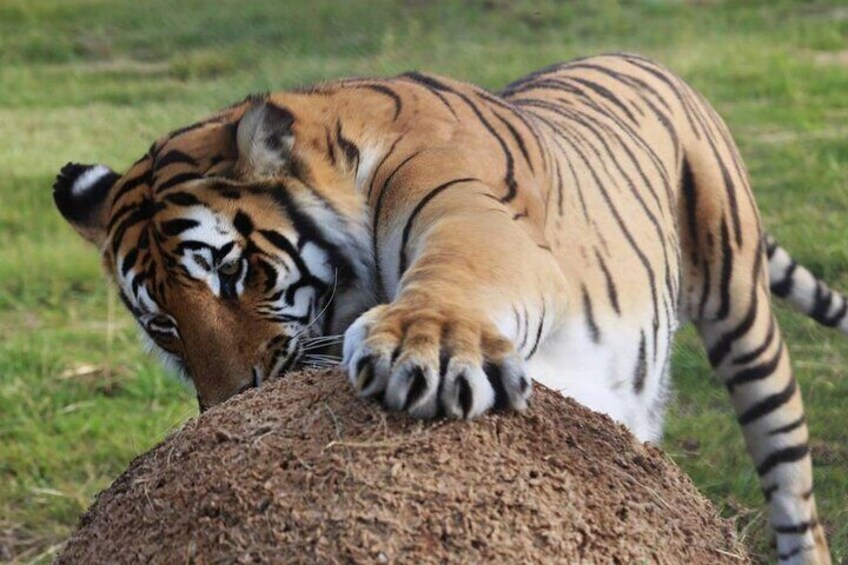 2 Hour Tour in Tiger Valley