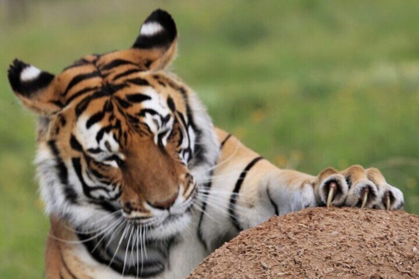 2 Hour Tour in Tiger Valley