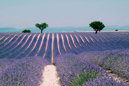 Excursion privée d'une journée en Provence, dans les vignobles et les champ...