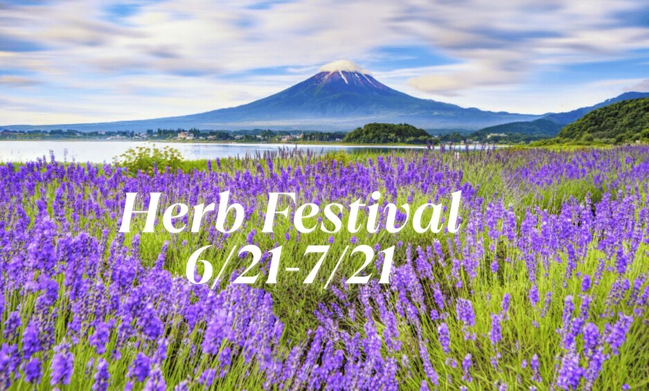 Tokyo: Mt.Fuji & Lake Kawaguchiko Bus Tour w/Optional Lunch