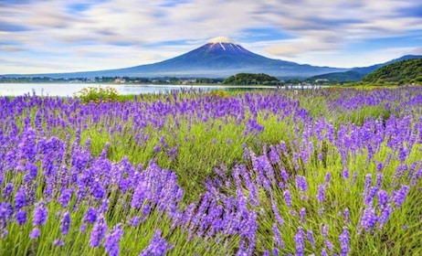 东京：富士山和河口湖风景区巴士一日游