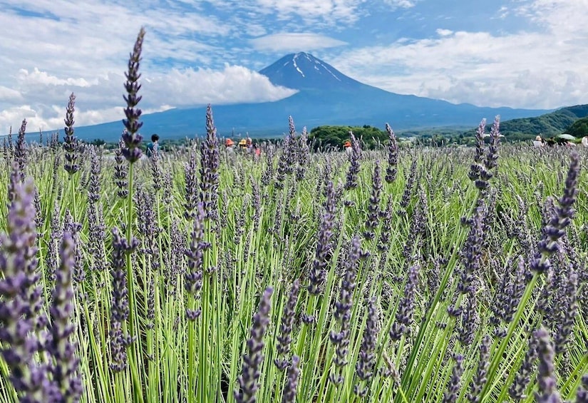 Picture 5 for Activity Tokyo: Mount Fuji and Lake Kawaguchi Scenic 1-Day Bus Tour