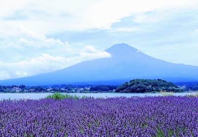 Tokyo: Mount Fuji och Lake Kawaguchi Scenic 1-Day Bus Tour