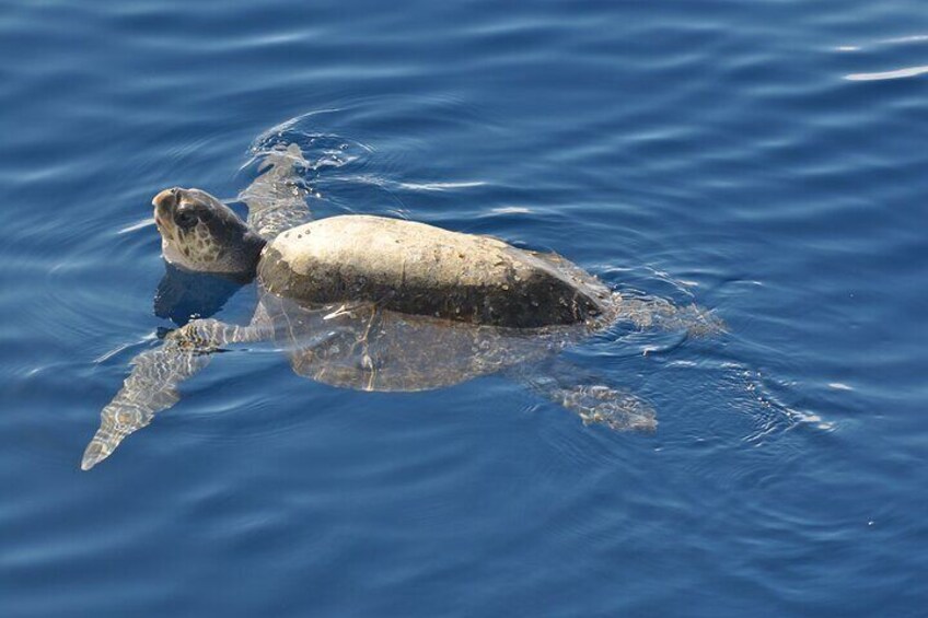 Espiritu Santo Island Tour