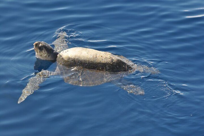 Espiritu Santo Island Tour