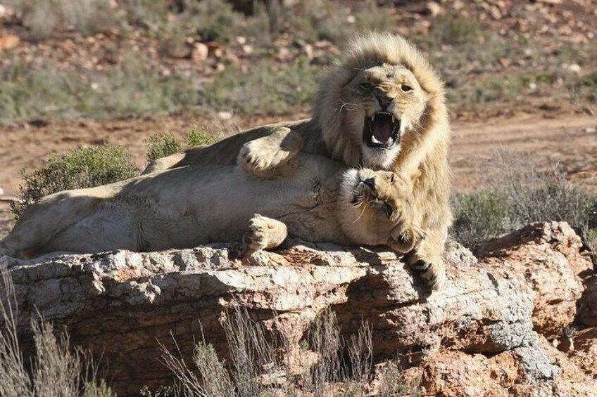 Aquila Private Game Reserve, Lions