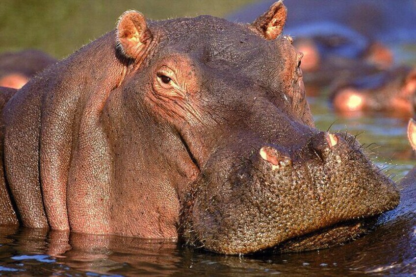 Private Full Day Kruger National Park Safari Tour from Hazyview
