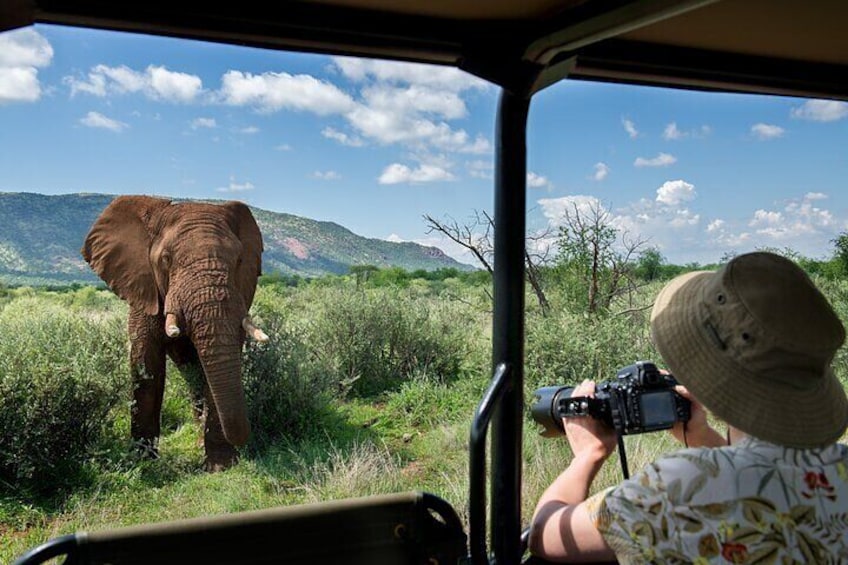 3-Hour Safari Tour in Pilanesberg National Park