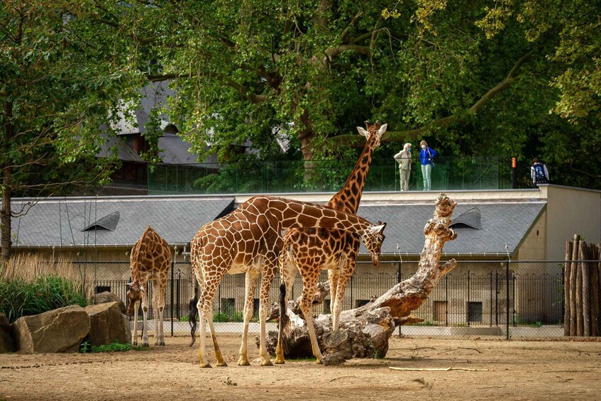 Antwerp: ZOO Entry Ticket