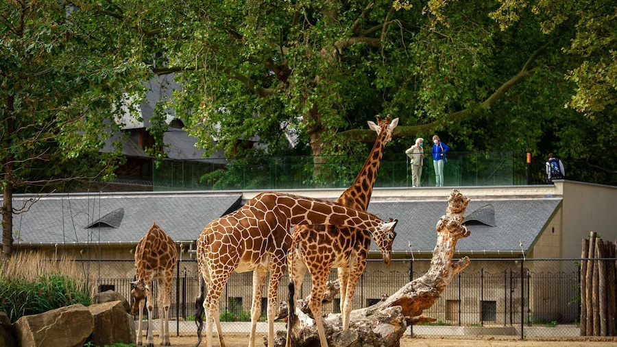 Antwerp: ZOO Entry Ticket