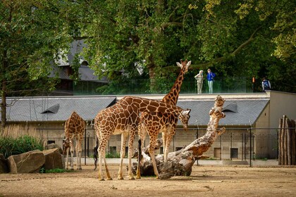 Antwerpen: Antwerpen: ZOO pääsylippu