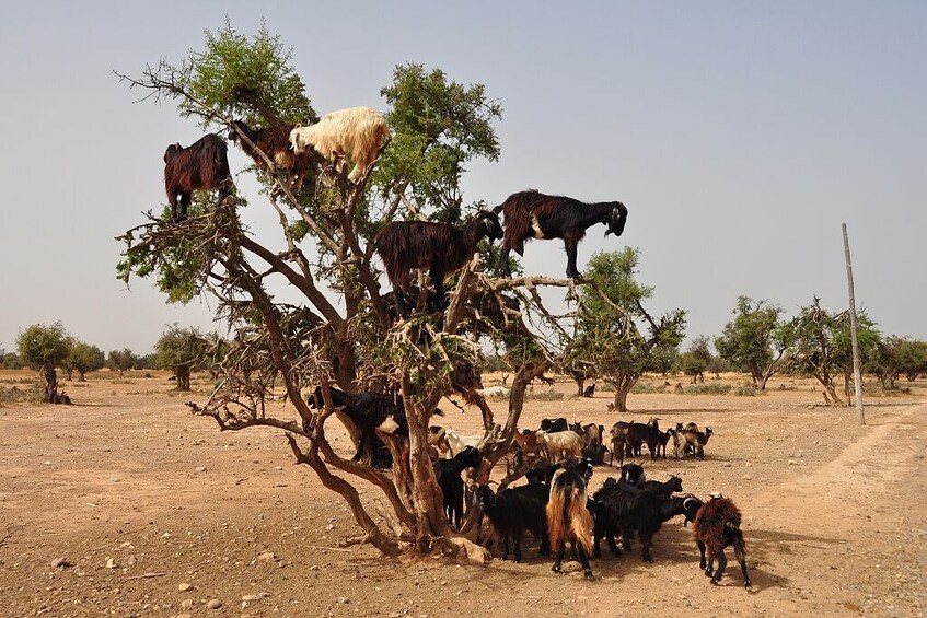Goats On the Tree trip from Agadir