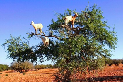 Ziegen auf dem Baum Ausflug von Agadir