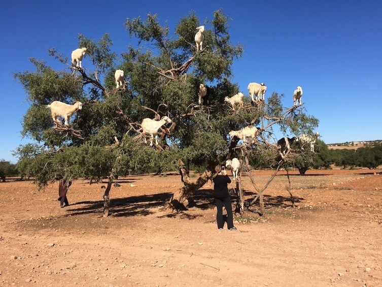 Goats On the Tree trip from Agadir