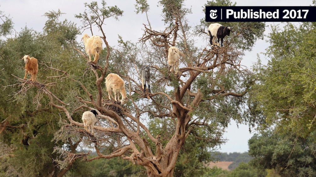 Goats On the Tree trip from Agadir